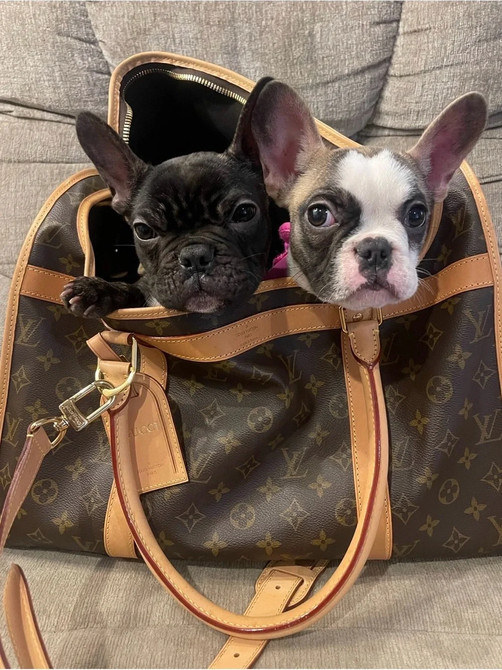 Louis Vuitton Brown Monogram Canvas Pet Carrier with Natural Trim
